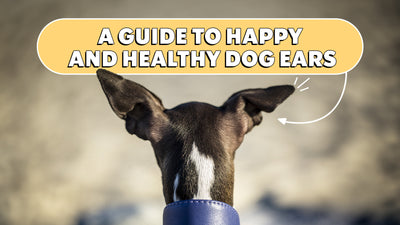 Tips for Healthy Dog Ears
