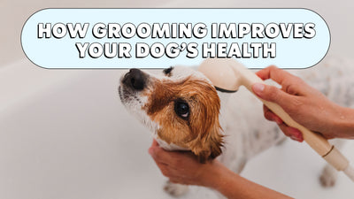 How Grooming Can Improve Your Dog's Health | The Brooklyn