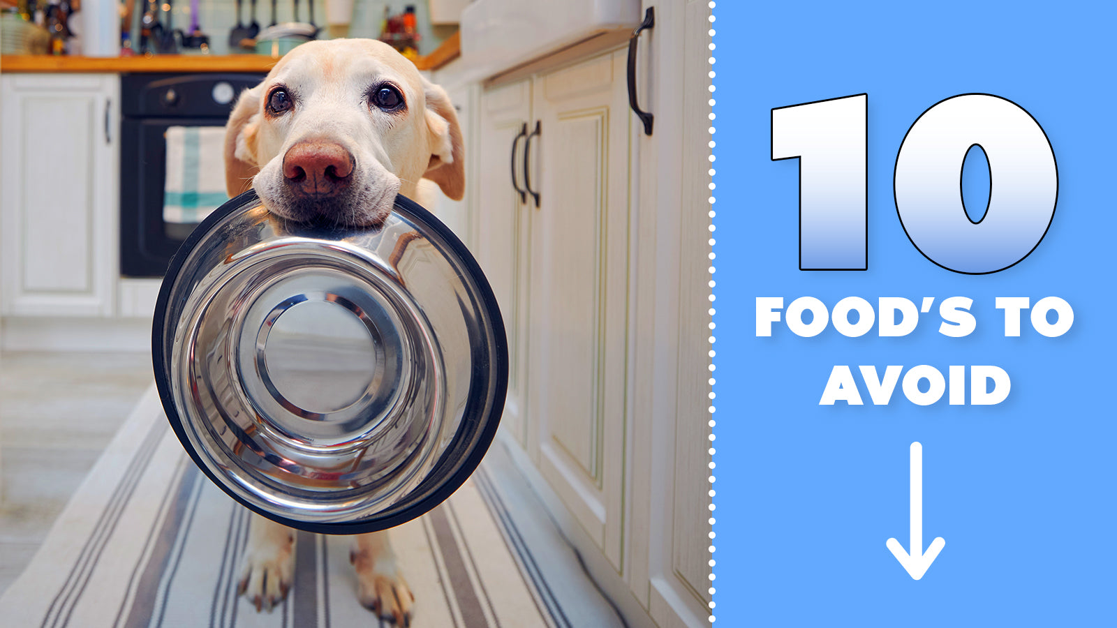 Foods to hotsell avoid for dogs