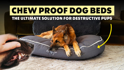 Chew-Proof Dog Beds: The Ultimate Solution for Destructive Pups