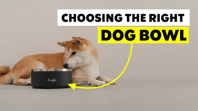 Choosing the Right Dog Bowls: Materials, Sizes and Styles