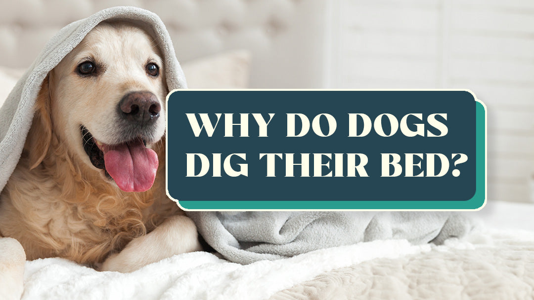 How to Stop Your Dog from Digging and Chewing - Fetchers