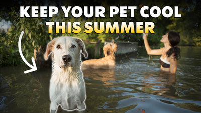 Tips on Keeping Your Pet Cool