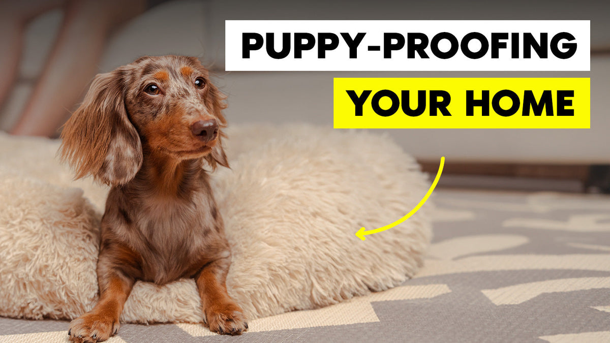 Puppy Proofing Tips: Essential Steps for a Safe Home