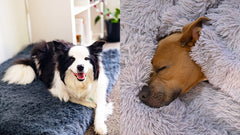 What Are The Benefits of an Orthopaedic Dog Bed?