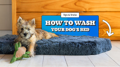 How to Wash Your Dog's Bed and Keep it Clean!