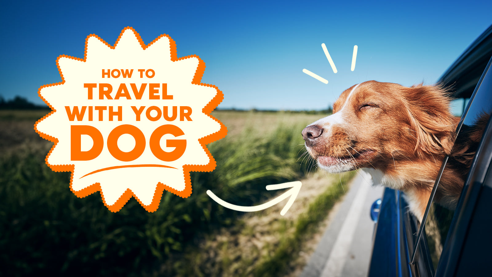 How To Travel With A Dog In The Car