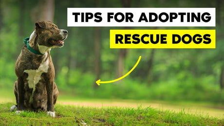 Tips for Bringing Home a Rescue Dog | The Brooklyn