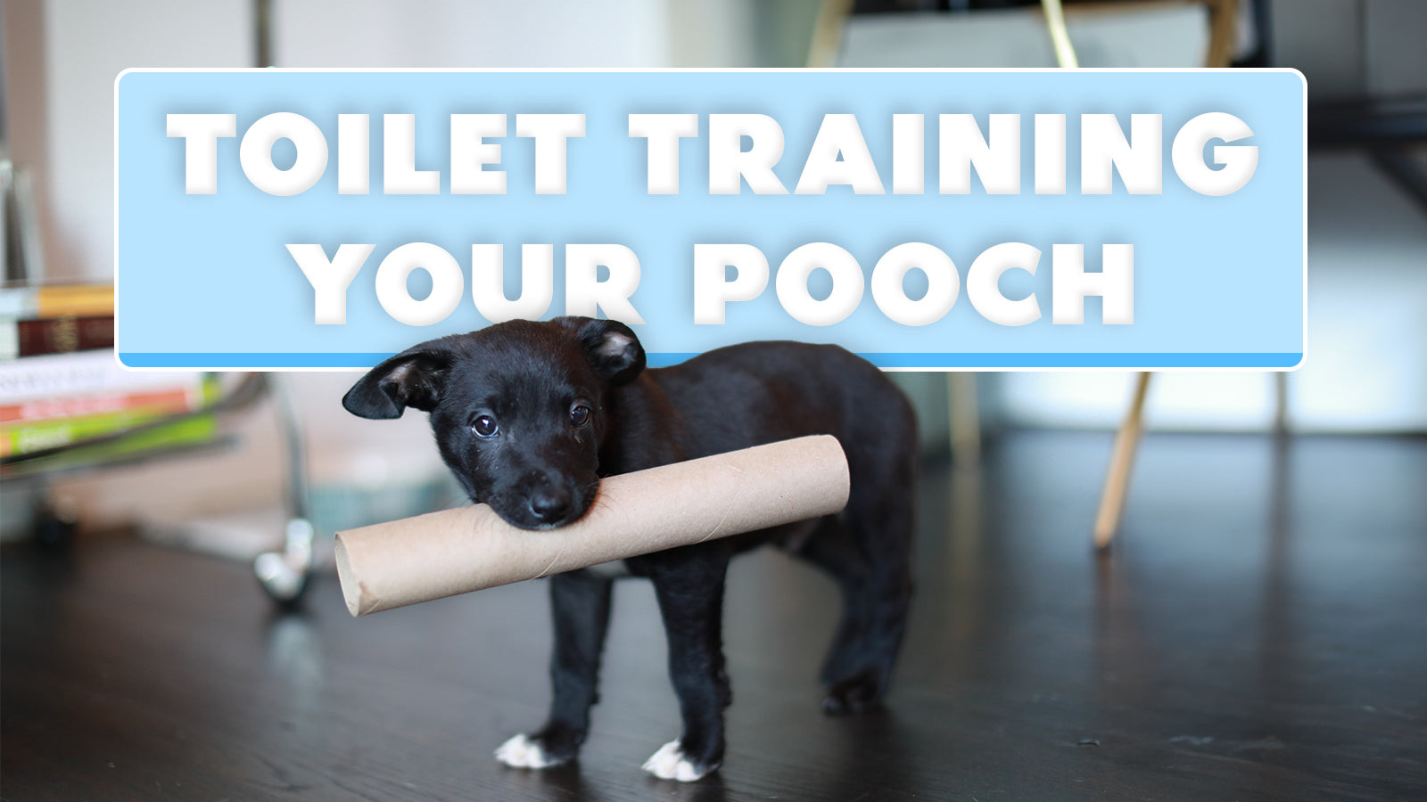 How To Toilet Train Your Puppy