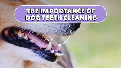 Why Cleaning Your Dogs Teeth is Important