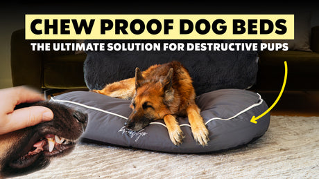 Chew-Proof Dog Beds: The Ultimate Solution for Destructive Pups