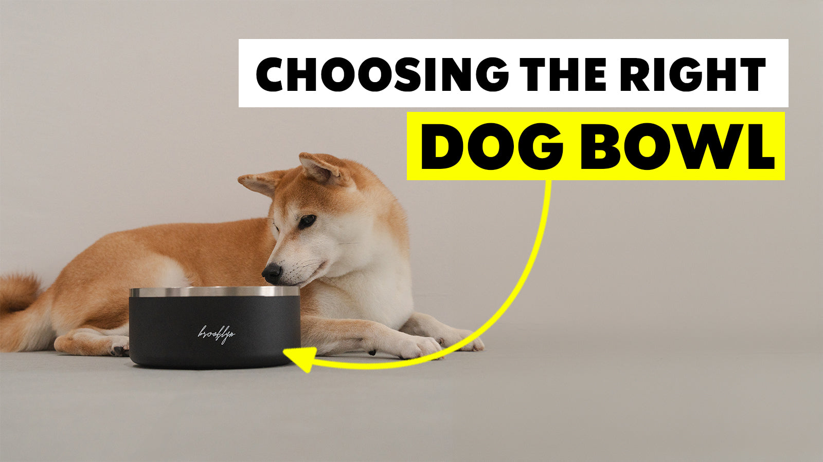 Choosing the Right Dog Bowl The Brooklyn