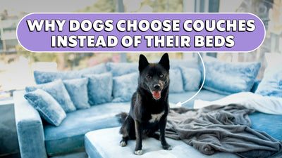 Why do Dogs Choose Couches Over Beds?