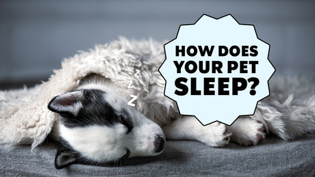 What Your Dog's Sleeping Position Means