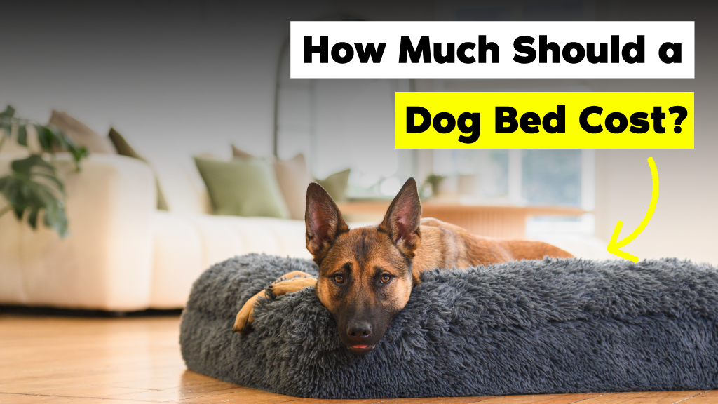 how much does a dog bed cost