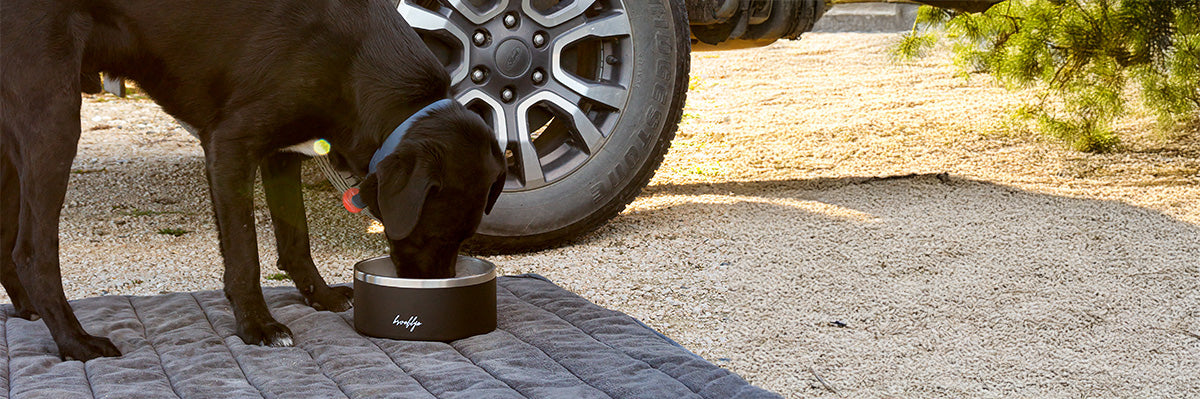 Dog Bowls & More – The Brooklyn