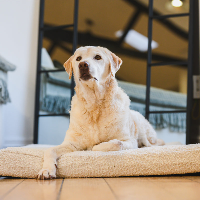 Brooklyn® Chew Resistant Boucle Cover