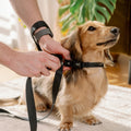 Brooklyn® Featherlight Dog Leash