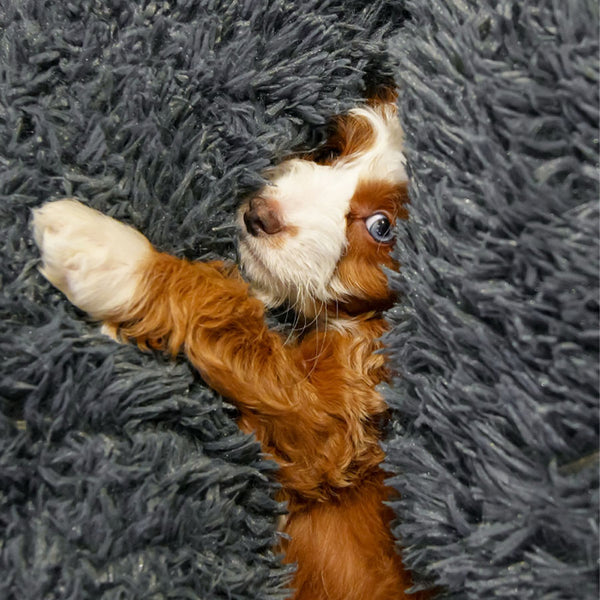 Happy customer with their bed