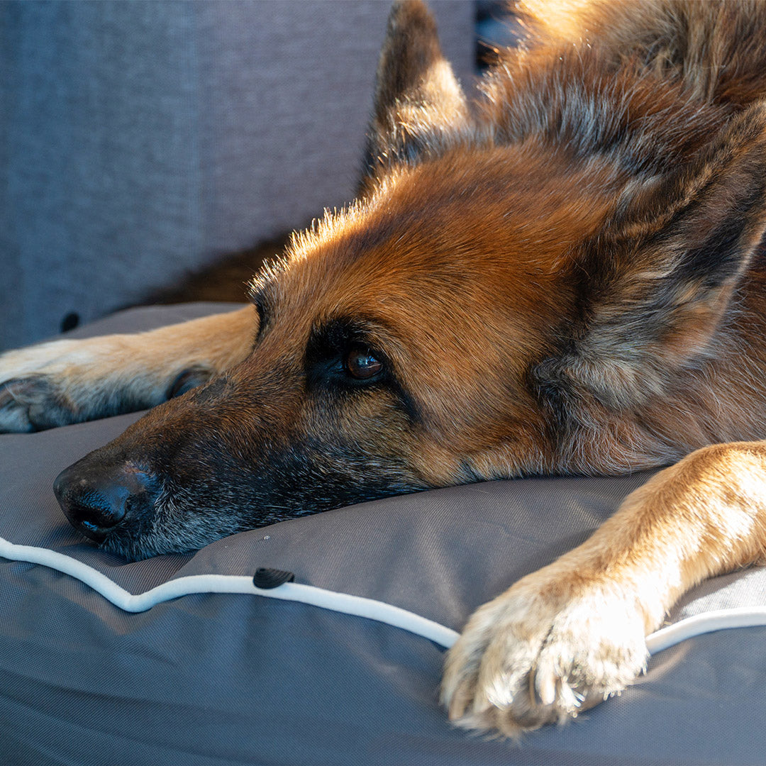 Brooklyn® Chew Proof Luxe Lounger (2-in-1 Dog Bed)