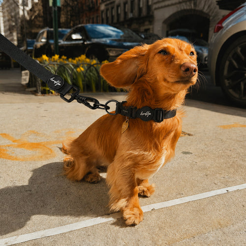 Brooklyn® Ultra Dog Collar