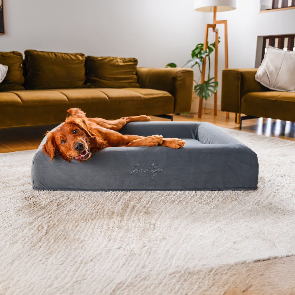Red Golden Retriever lounging across the Chalk Grey Ortho Pro orthopaedic dog bed with its head resting over the bolster