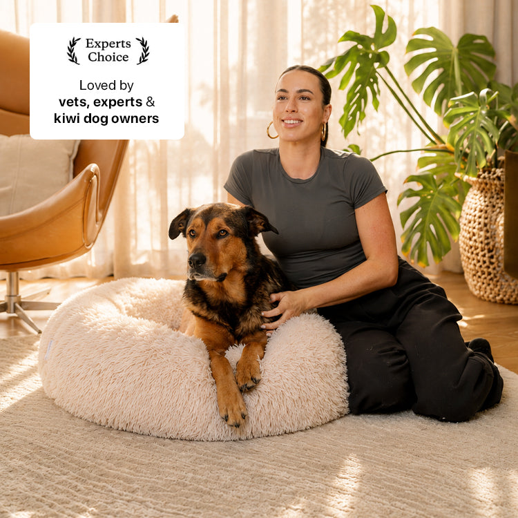 4 Reasons Vets Rate Brooklyn Dog Beds