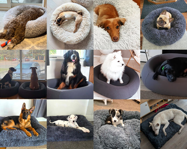 Many breeds of dog on Brooklyn beds