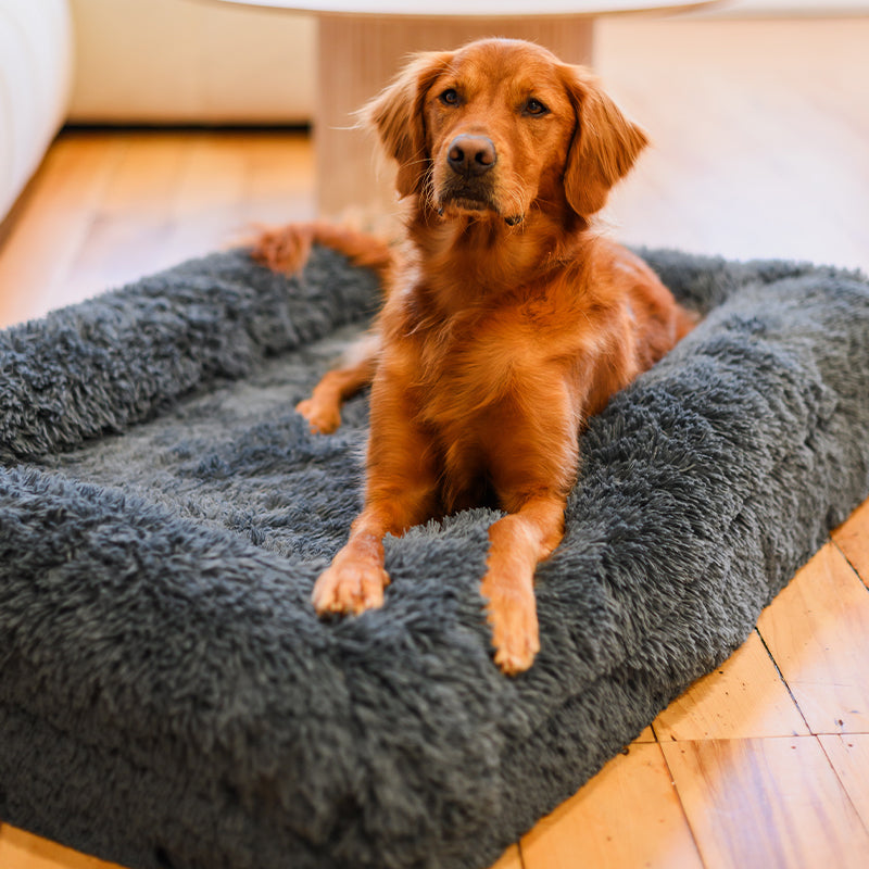 Brooklyn Memory Foam Pet Bed with Rim Cover