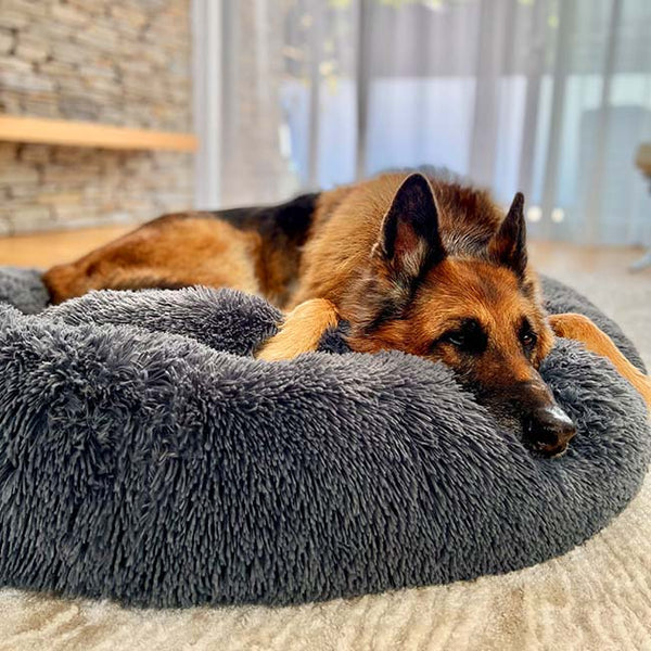 Buy dog bed near me best sale