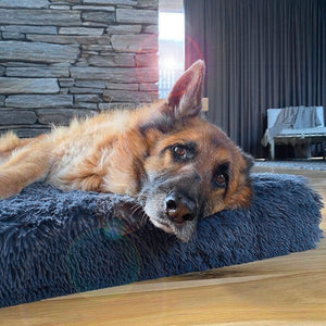 Memory Foam Dog Bed